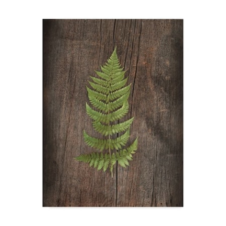 Sue Schlabach 'Woodland Fern I' Canvas Art,18x24